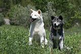 AKITA INU 344